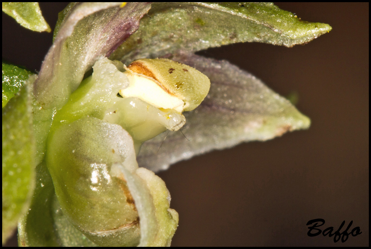 Epipactis helleborine